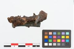 Foto von Bronzeortband (NHMW-PRAE-025696)